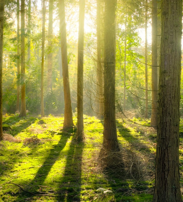 Southeast Advanced Arbor Management