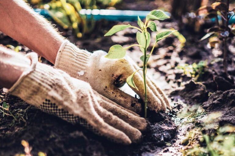 Tree Planting