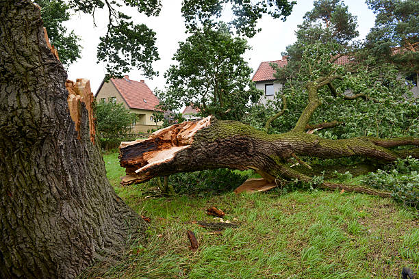 Storm Damage